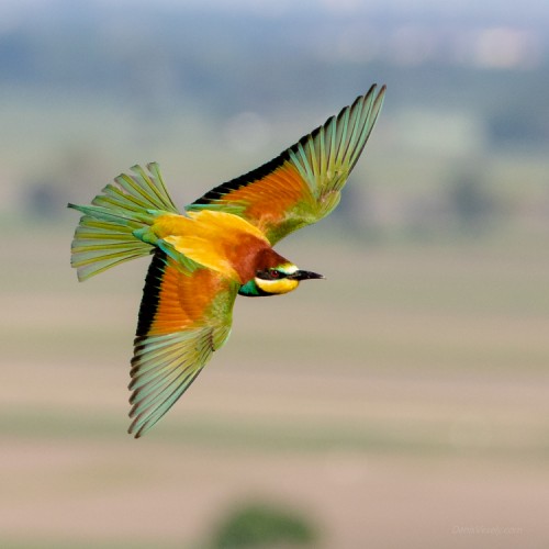 European Bee-Eater alias čmelárik chrbtopeknovitý