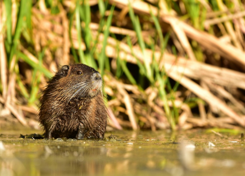 Nutria riečna. Mladý jedinec.