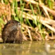 Nutria riečna. Mladý jedinec.