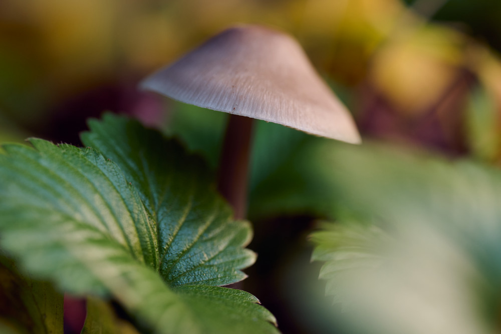 fungi