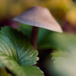 fungi