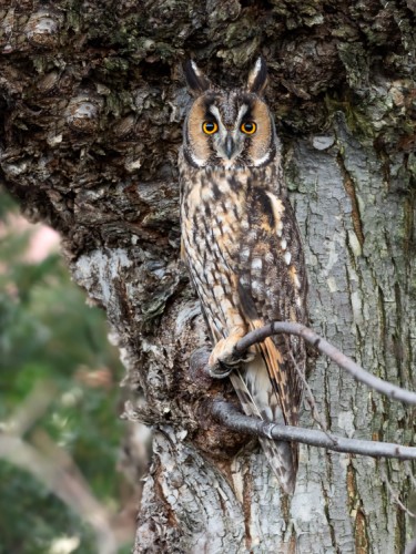 Myšiarka ušatá, The long-eared owl (Asio otus)