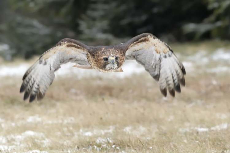 Buteo jamaicensis