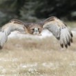 Buteo jamaicensis
