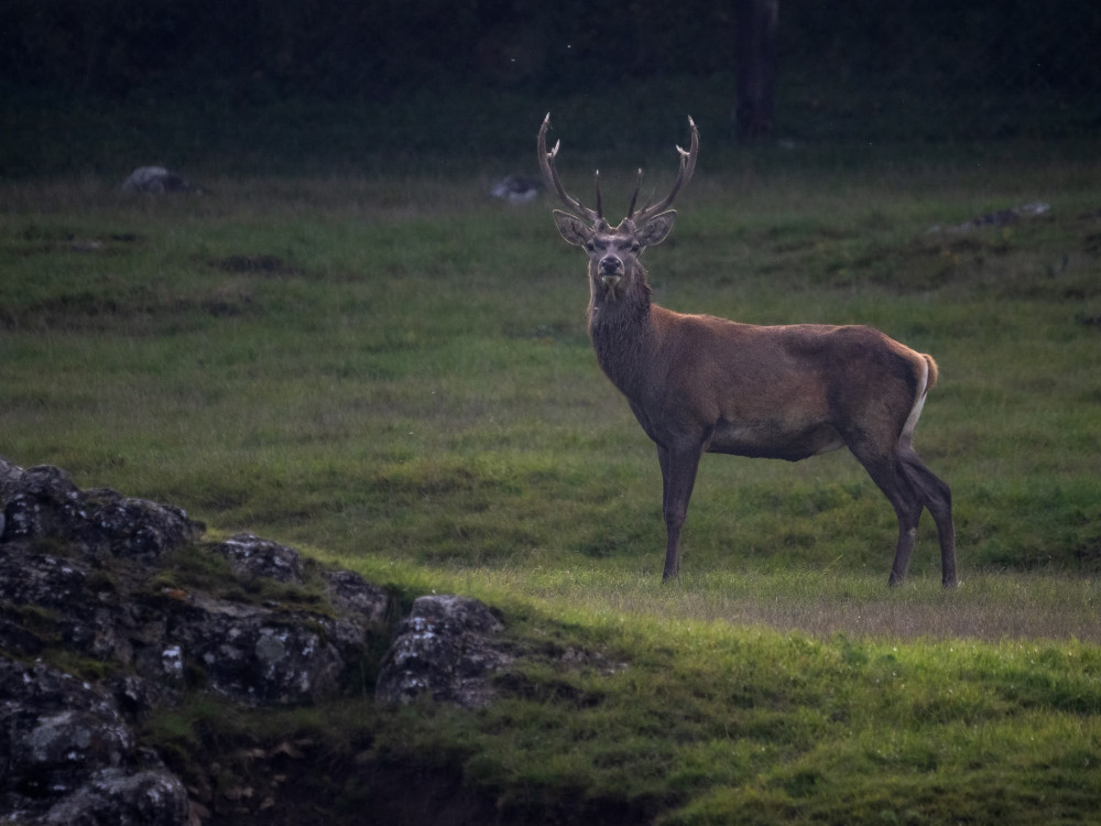 Cervus elaphus