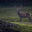Cervus elaphus