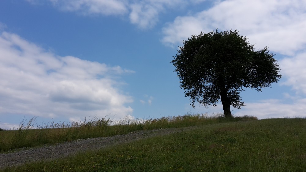 Osamelý strom