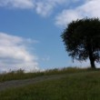 Osamelý strom