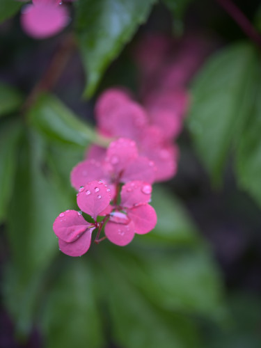 Ranná rosa vo farbe