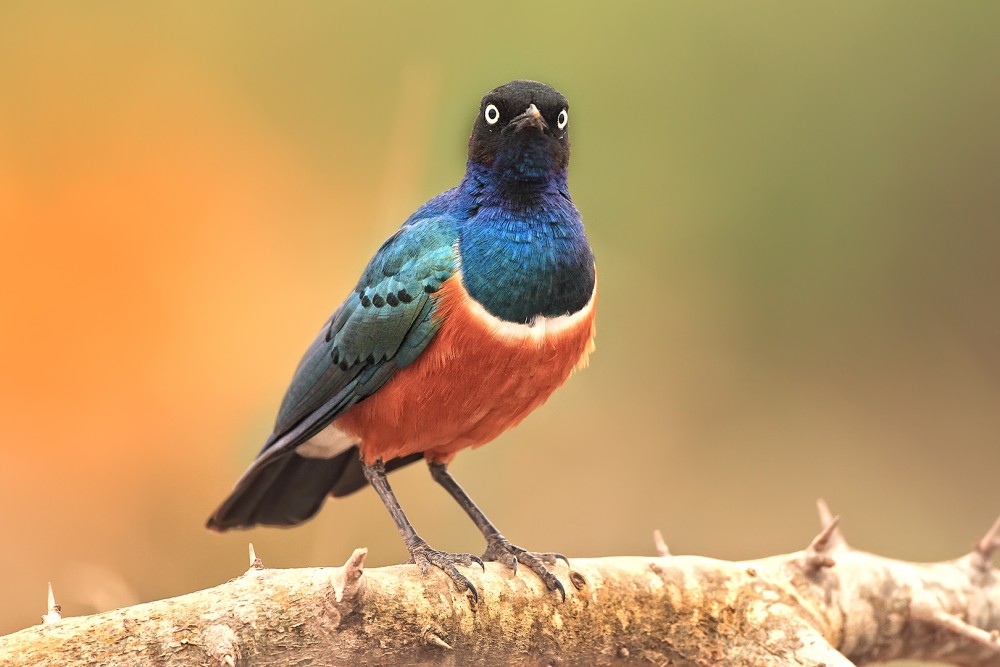 Leskoptev tříbarvá - nádherná (Lamprotornis superbus)