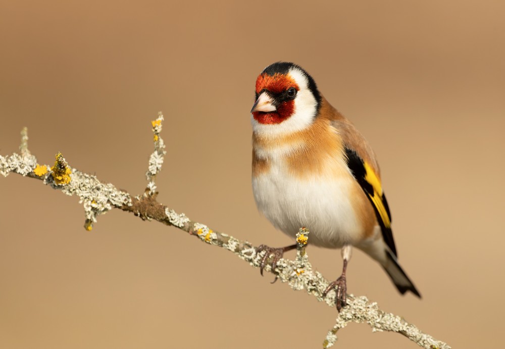 Malý angry bird