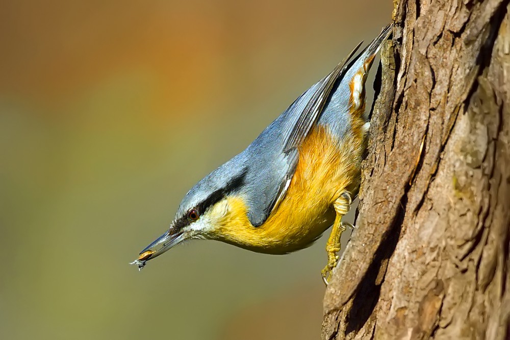 Brhlík lesní (Sitta europaea)