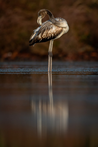 Mladý flamingoš