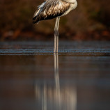 Mladý flamingoš