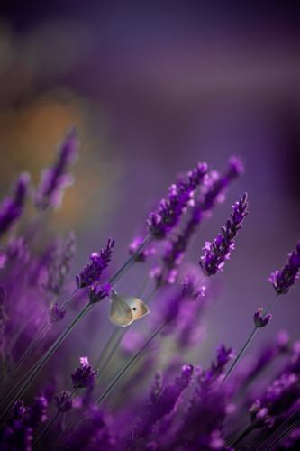 Levandula