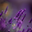 Levandula