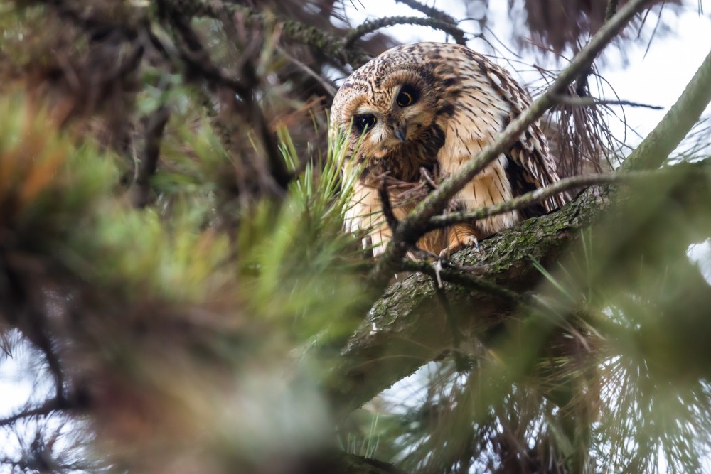 myšiarka močiarna, The short-eared owl (Asio flammeus