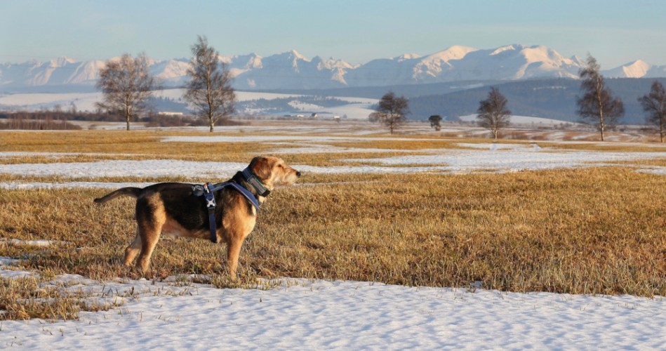 Pes, zima, Tatry