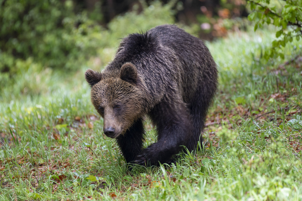 Medveď hnedý - Ursus arctos