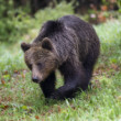 Medveď hnedý - Ursus arctos