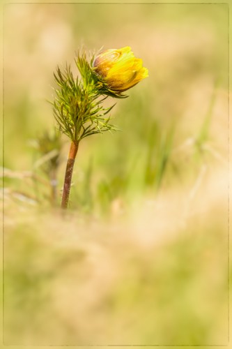 Adonis vernalis