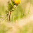 Adonis vernalis