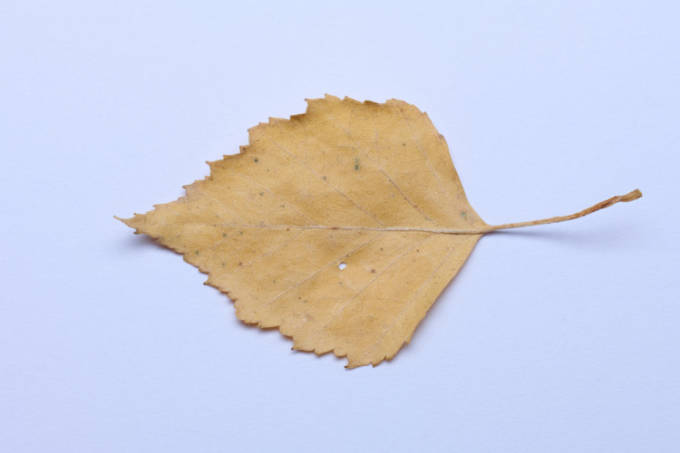 Lístoček z brezy dolu vodou pláva