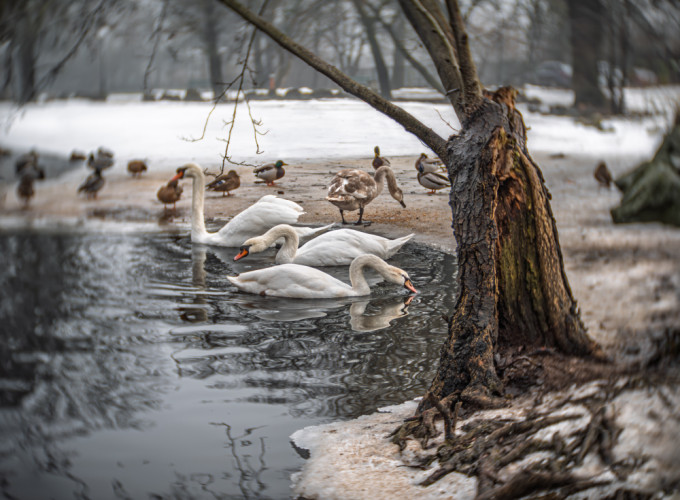 Zo života zvierat na zimnom jazere.