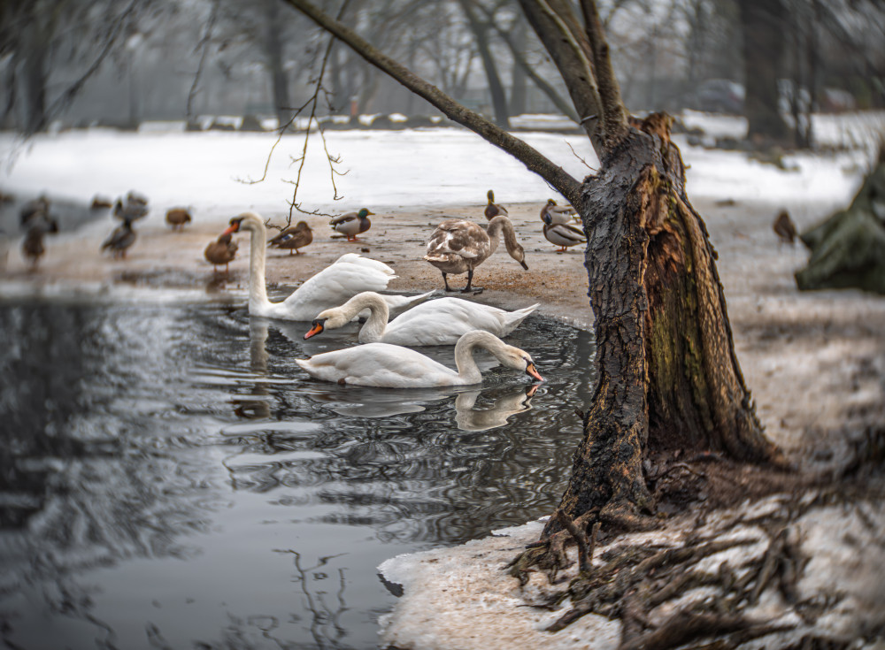 Zo života zvierat na zimnom jazere.