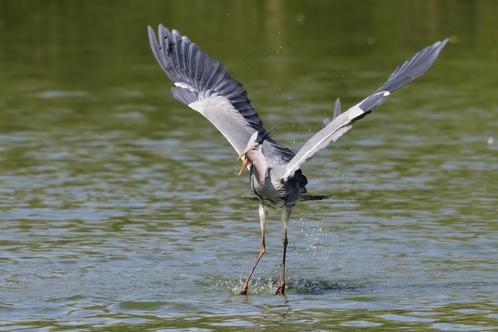 Ardea cinerea