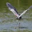 Ardea cinerea