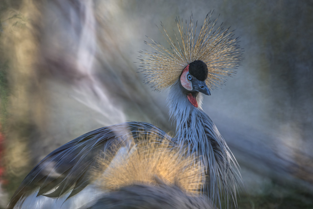 Balearica regulorum