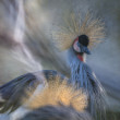 Balearica regulorum