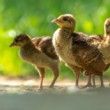 Páv korunkatý (Pavo cristatus)