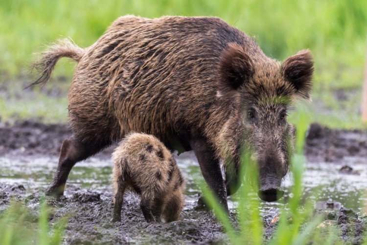 Diviak lesný, The wild boar (Sus scrofa)