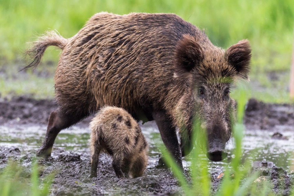 Diviak lesný, The wild boar (Sus scrofa)