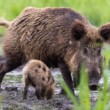 Diviak lesný, The wild boar (Sus scrofa)