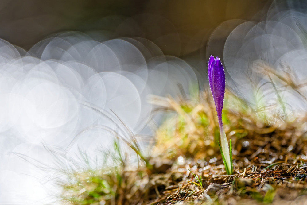 ... v zajatí guličiek ...