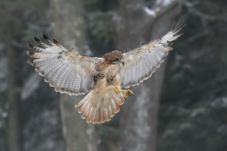 Buteo jamaicensis