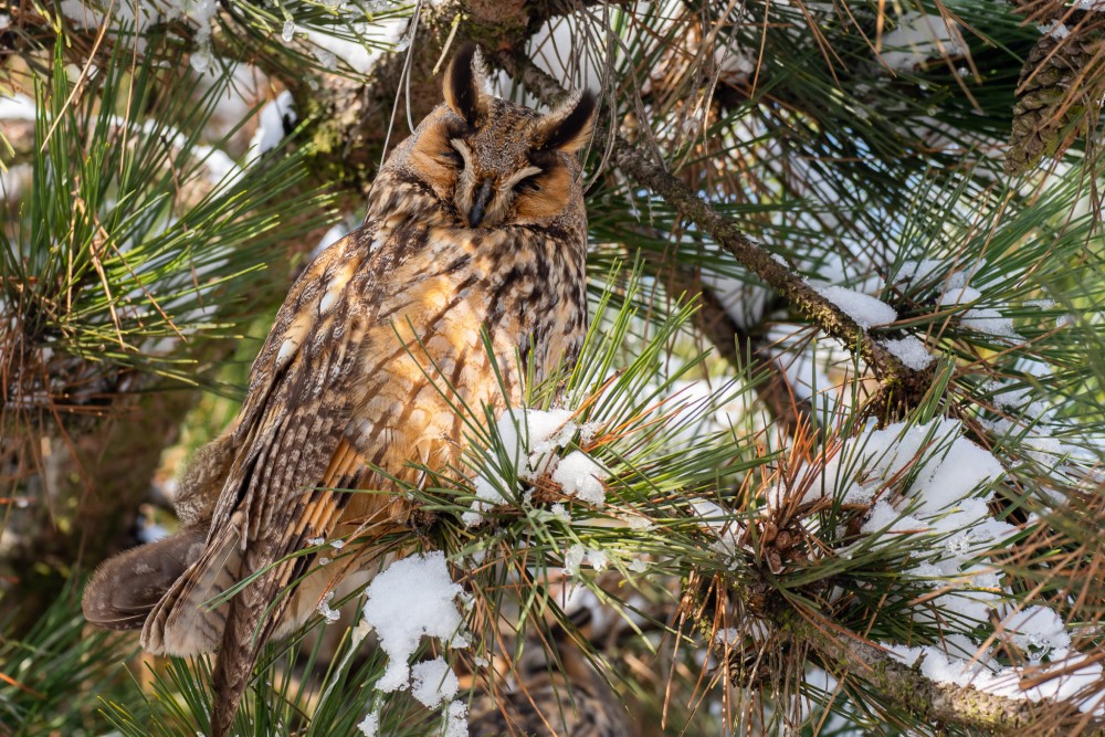 Myšiarka ušatá, The long-eared owl (Asio otus)