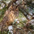 Myšiarka ušatá, The long-eared owl (Asio otus)