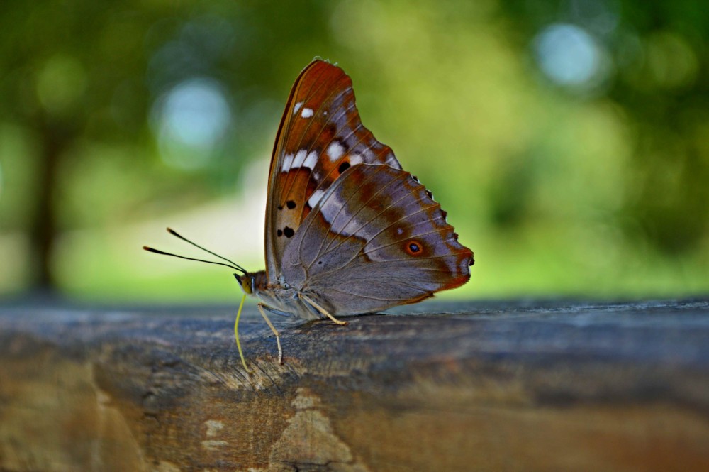 Motyl