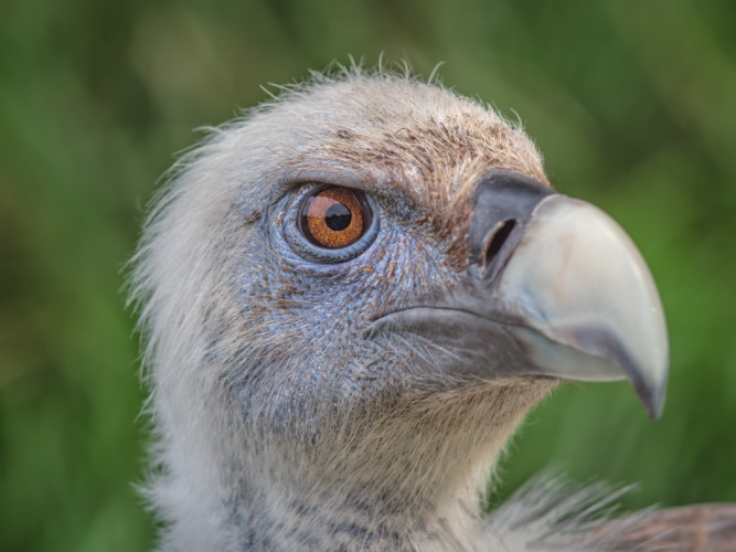 Sup bielohlavý (Gyps fulvus)