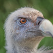 Sup bielohlavý (Gyps fulvus)