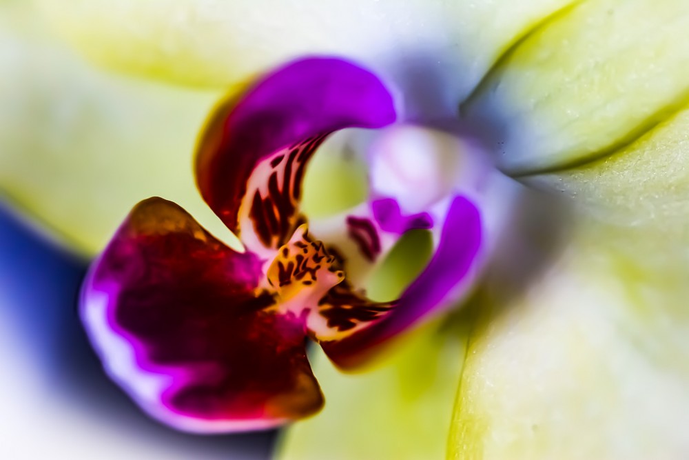 Orchidea 2