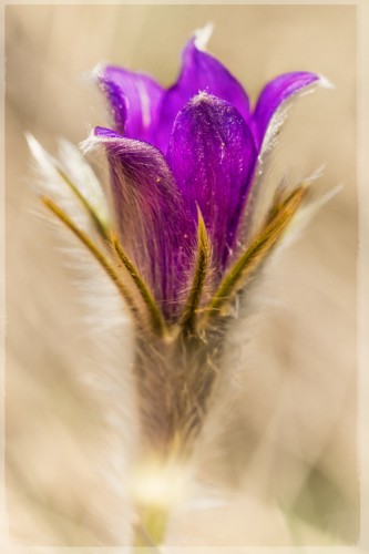 Pulsatilla patens