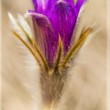 Pulsatilla patens