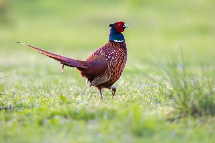 bažant obyčajný (Phasianus colchicus)