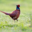 bažant obyčajný (Phasianus colchicus)