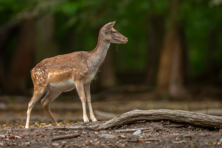 Daniel škvrnitý, Fallow deer (Dama dama)